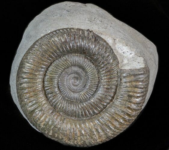 Dactylioceras Ammonite - UK #42628
